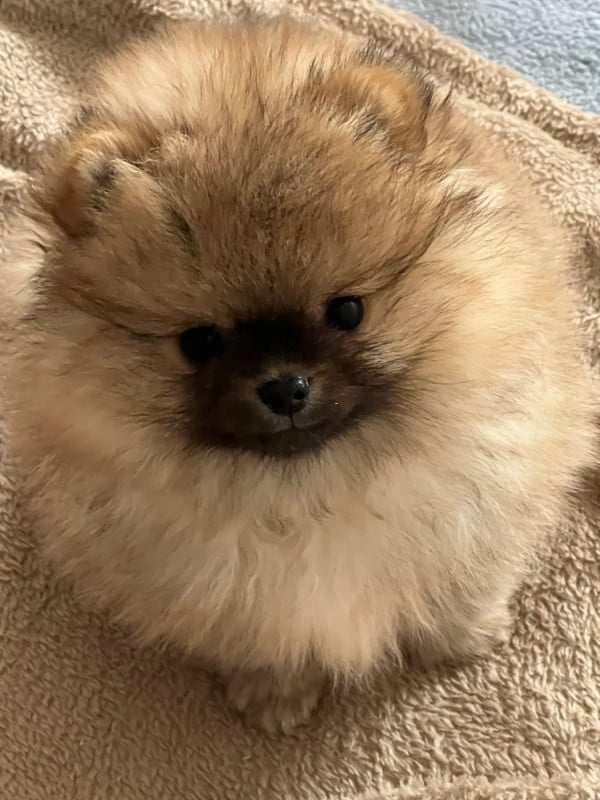 Spitz allemand - au jardin des merveilles