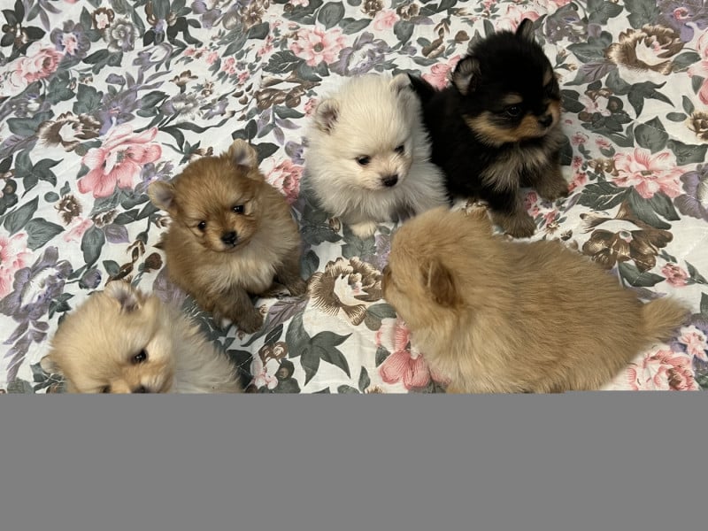 Spitz allemand - au jardin des merveilles