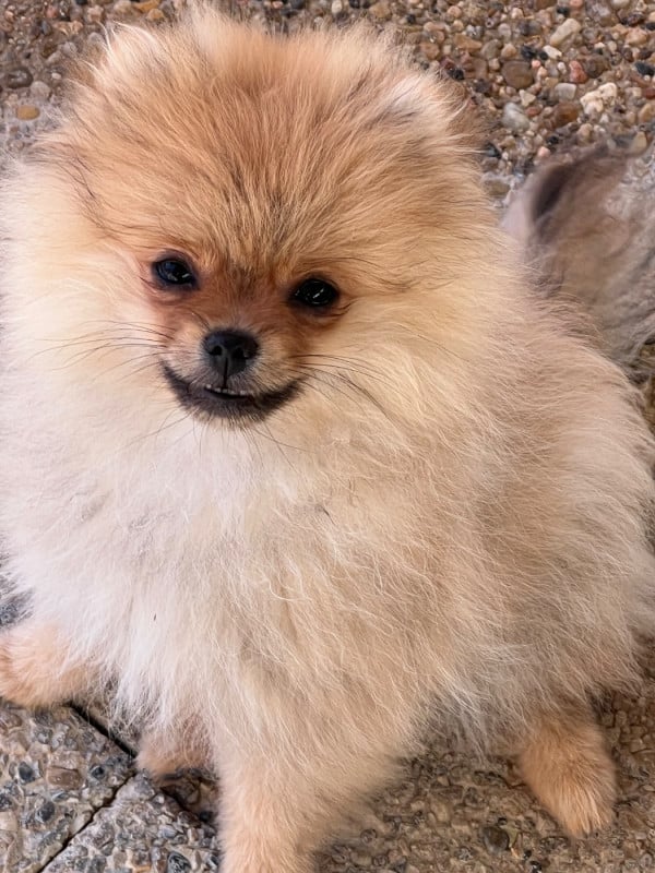 Spitz allemand - au jardin des merveilles