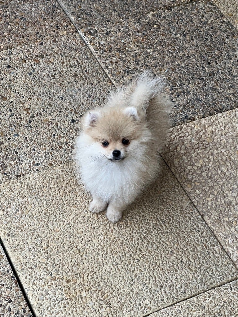 Spitz allemand - au jardin des merveilles