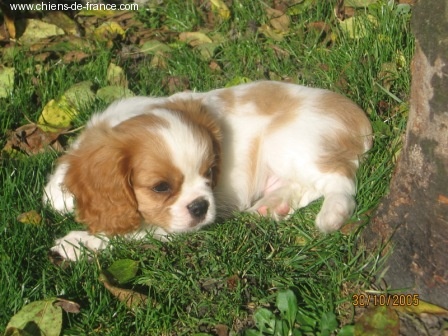 Publication : du Mont D'Alesia