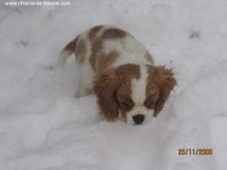 Publication : du Mont D'Alesia