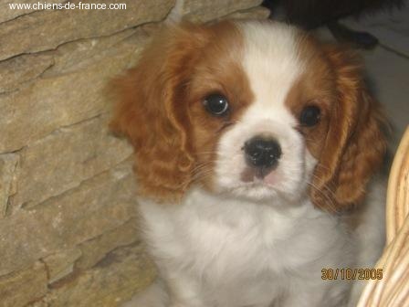 Publication : du Mont D'Alesia