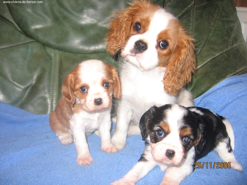 Publication : du Mont D'Alesia