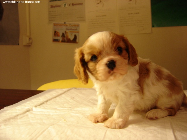 Publication : du Mont D'Alesia