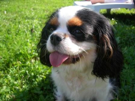 Tessa de la noble cavalière