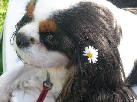 Tessa de la noble cavalière