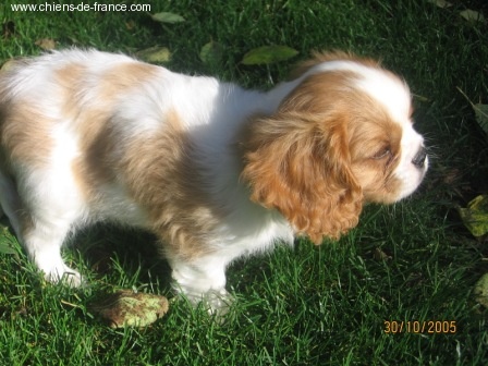 Publication : du Mont D'Alesia