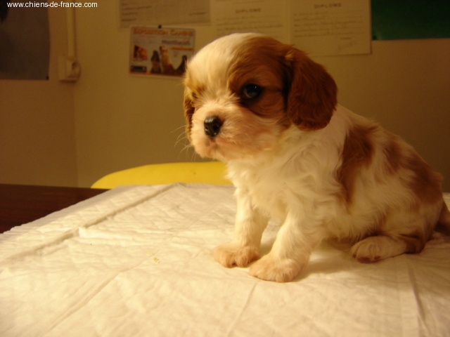 Publication : du Mont D'Alesia