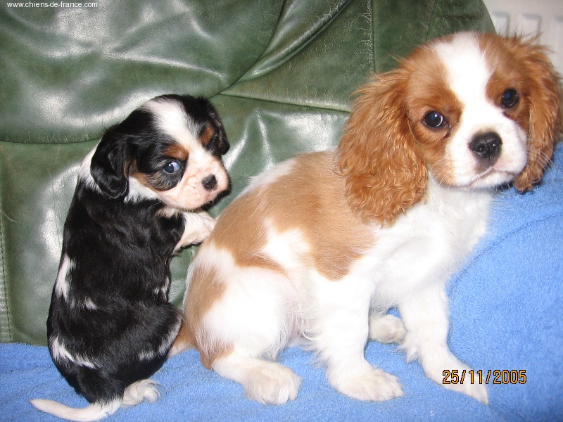 Publication : du Mont D'Alesia