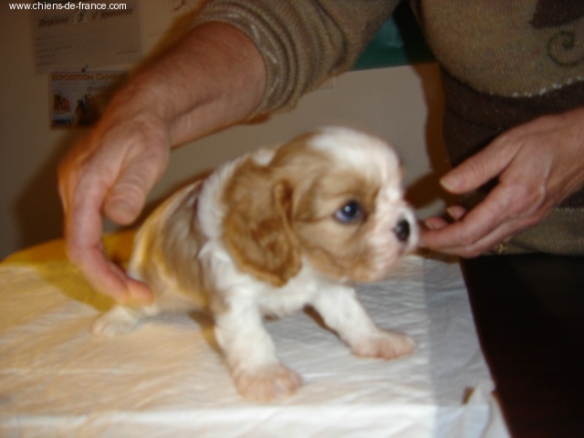 Publication : du Mont D'Alesia