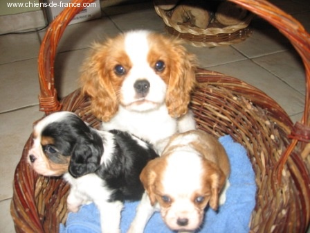 Publication : du Mont D'Alesia