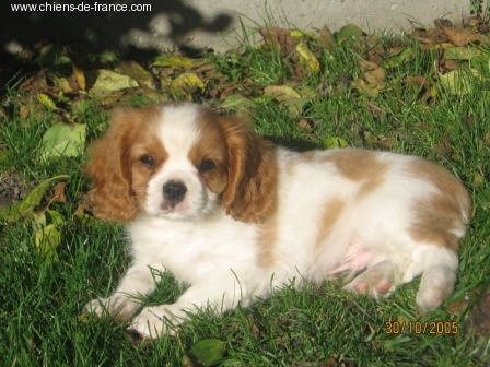 Publication : du Mont D'Alesia