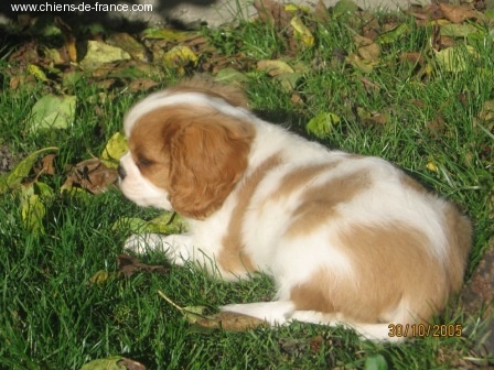 Publication : du Mont D'Alesia