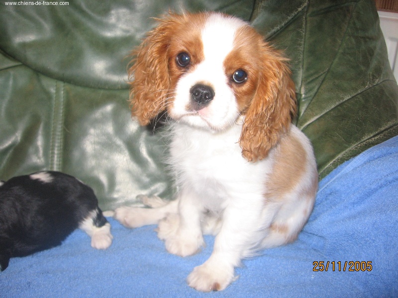 Publication : du Mont D'Alesia