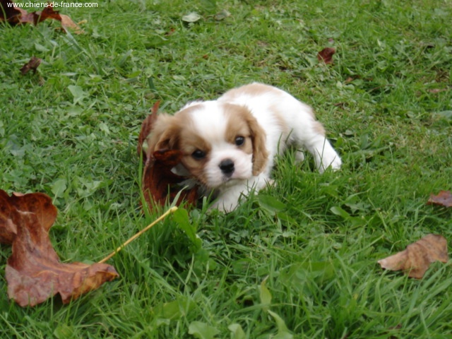 Publication : du Mont D'Alesia