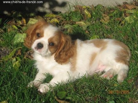 Publication : du Mont D'Alesia