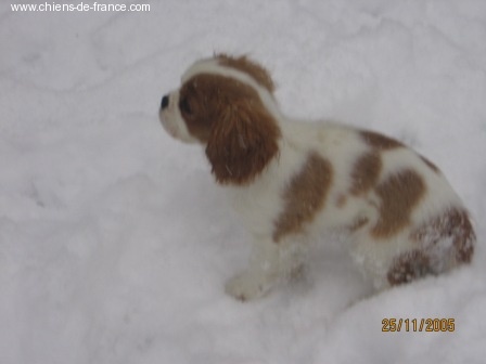 Publication : du Mont D'Alesia