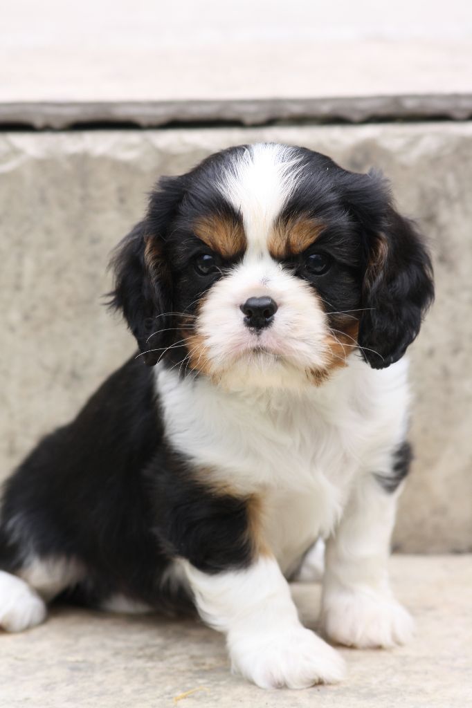 Chiot Elevage De La Noble Cavaliere Eleveur De Chiens Cavalier King Charles Spaniel