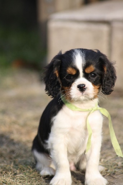 Chiot Elevage De La Noble Cavaliere Eleveur De Chiens Cavalier King Charles Spaniel