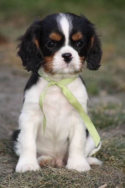 Chiot Elevage De La Noble Cavaliere Eleveur De Chiens Cavalier King Charles Spaniel