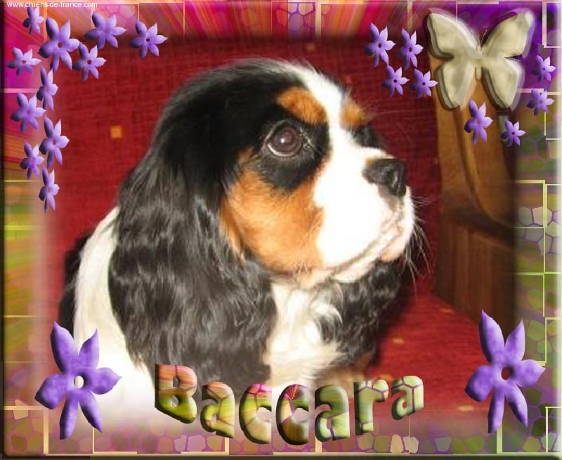 Baccara de la noble cavalière - 1ERE TRES PROMETTEUR