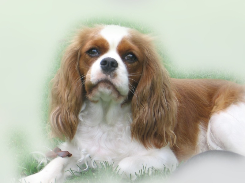 Baby b'loo de la noble cavalière - EXCELLENT NON CLASSE