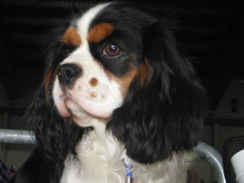 Baccara de la noble cavalière - 4 EME EXCELLENT