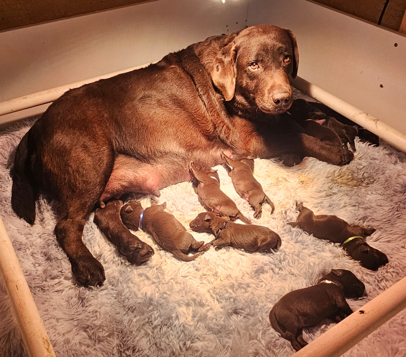 Labrador Retriever - De la Vallée de la Brière