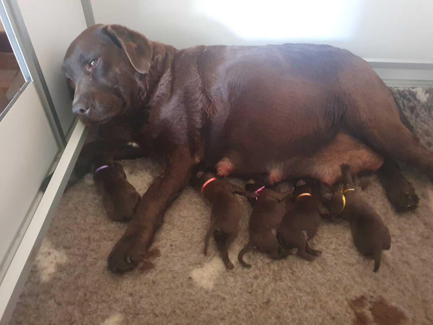 Labrador Retriever - De la Vallée de la Brière
