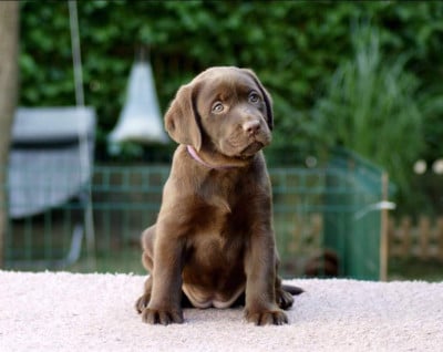 Les chiots de Labrador Retriever