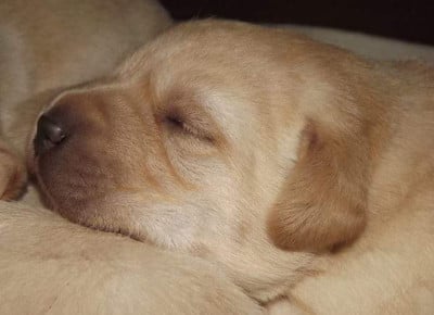 Les chiots de Labrador Retriever
