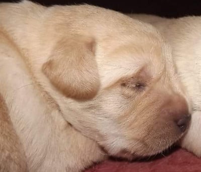 Les chiots de Labrador Retriever
