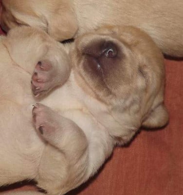 Les chiots de Labrador Retriever