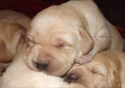 Les chiots de Labrador Retriever