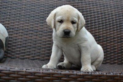 Les chiots de Labrador Retriever