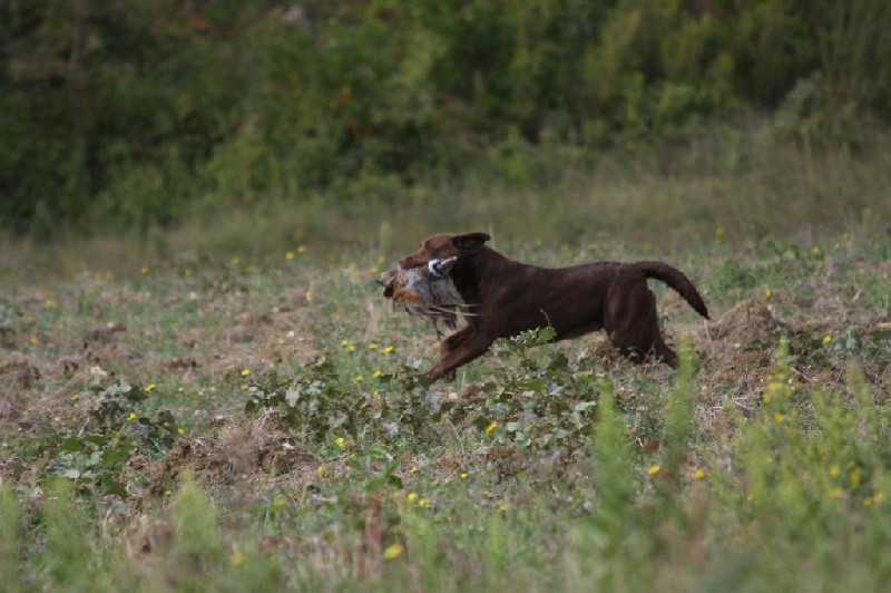 TR. Isis De la Vallée de la Brière - Très bon