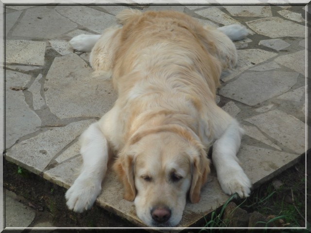 Publication : Du Royaume du Golden Retriever