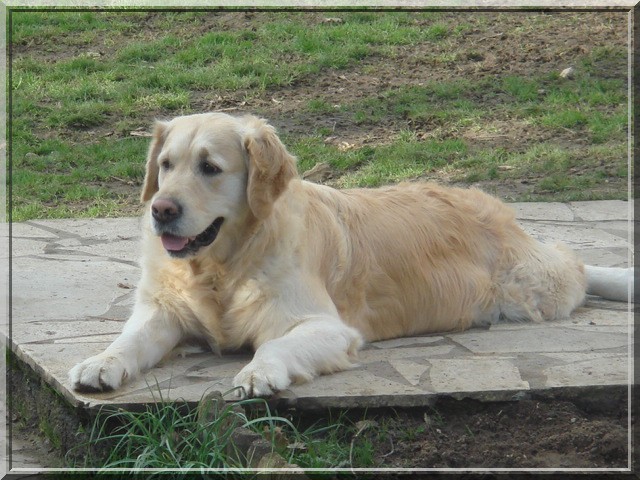 Publication : Du Royaume du Golden Retriever