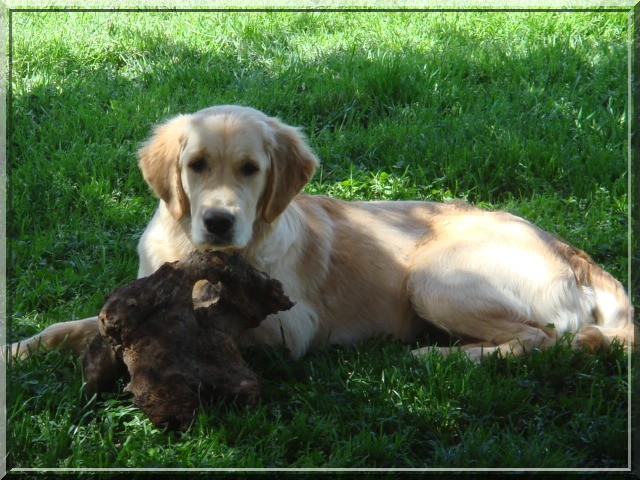 Publication : Du Royaume du Golden Retriever