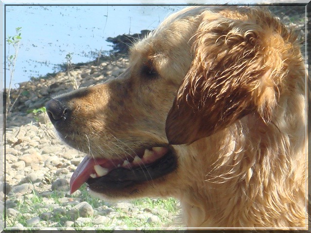 Publication : Du Royaume du Golden Retriever