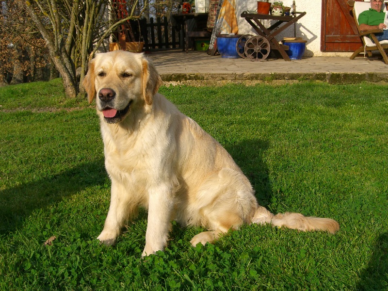 Publication : Du Royaume du Golden Retriever