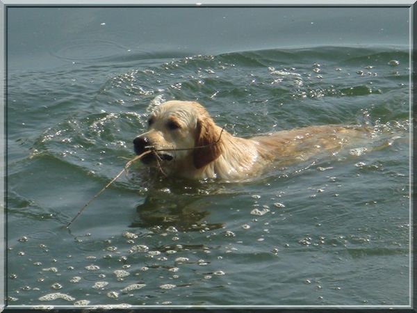 Publication : Du Royaume du Golden Retriever