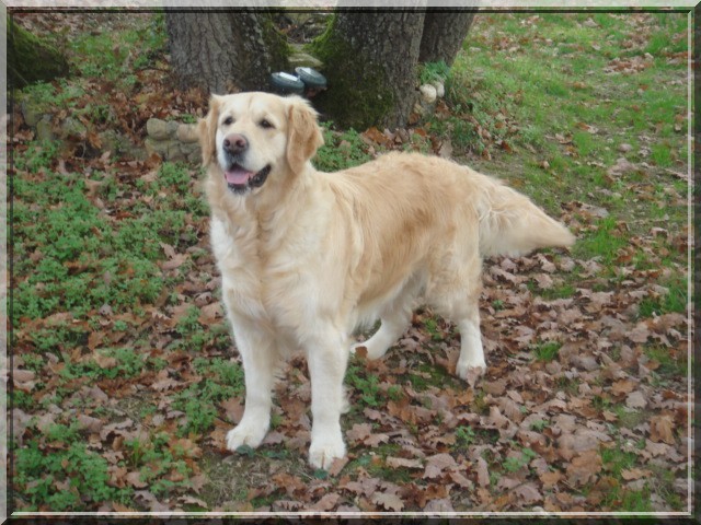 Publication : Du Royaume du Golden Retriever