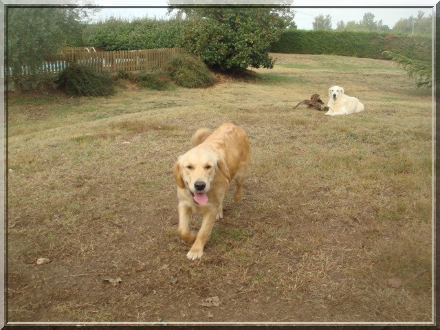 Publication : Du Royaume du Golden Retriever