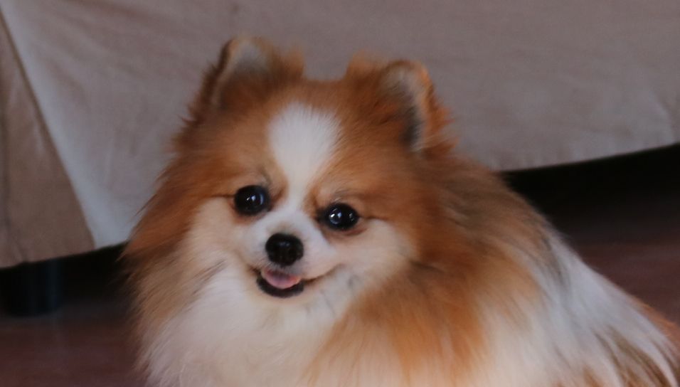 Publication : Born in rosebud Auteur : Aufroy