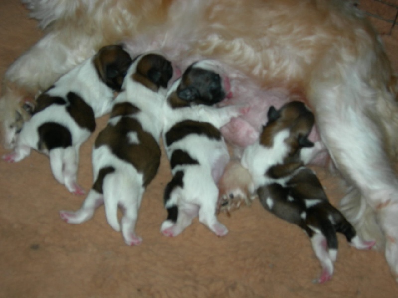 Publication : Khy-Maho du soleil levant Auteur : Mr CLUZEL LEE DES ORCHID2ES BLAN