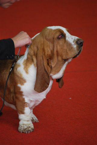 Publication : du Clos Dominant