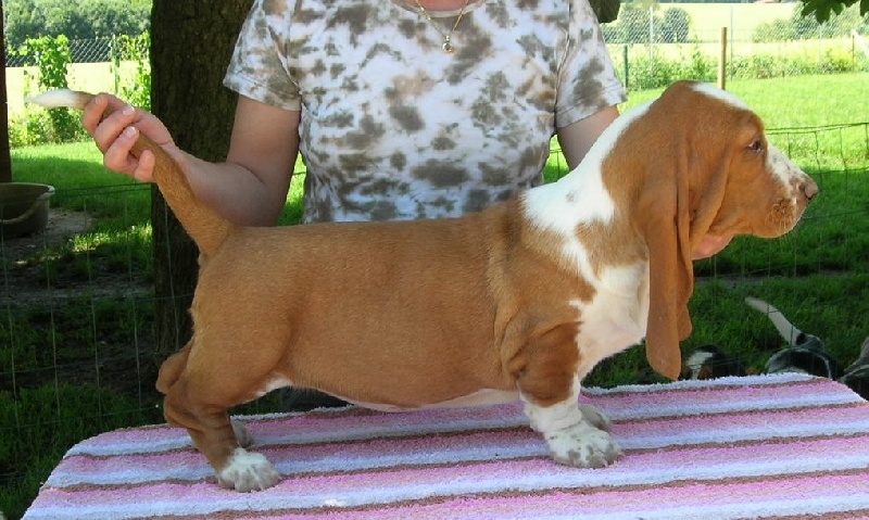 Publication : du Clos Dominant