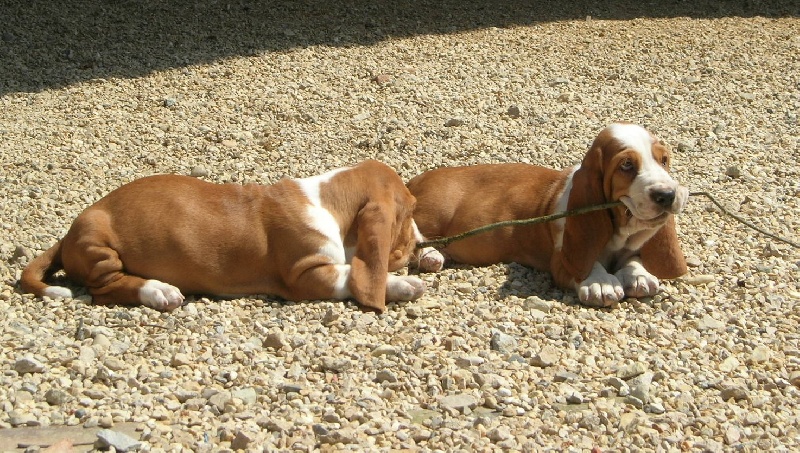 Publication : du Clos Dominant